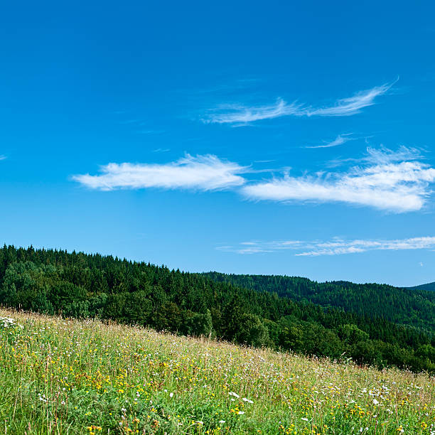 istock Square spring landscape 35MPix XXXXL - meadow, blue sky 176068610