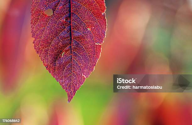 赤い秋葉 - しおれているのストックフォトや画像を多数ご用意 - しおれている, まぶしい, アウトフォーカス