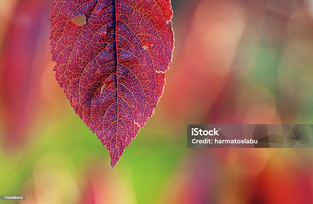 Czerwony jesień liść - Zbiór zdjęć royalty-free (Abstrakcja)