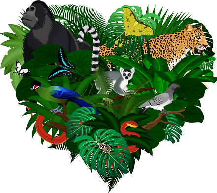 jungle rainforest heart illustrations with goliath beetle, gorilla, leopard, lemur, turaco and butterflies