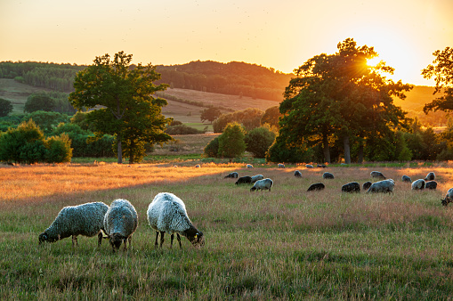 Sheep peacefully grazing in the Hovdala Meadow, set against the warm hues of a Swedish sunset just outside HÃ¤ssleholm.