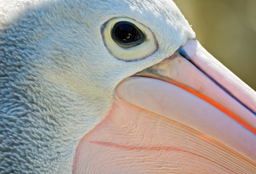 Close-up of a white pelican.