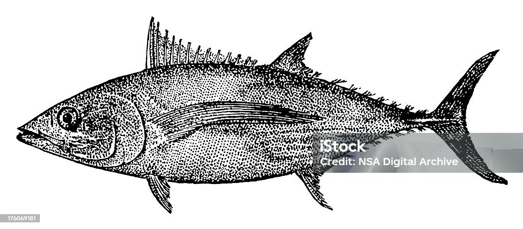 Atum albacora e antigas ilustrações de animais - Ilustração de Atum - Animal royalty-free