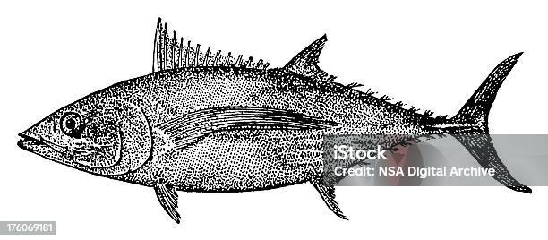 Vetores de Atum Albacora E Antigas Ilustrações De Animais e mais imagens de Atum - Animal - Atum - Animal, Gravação, Gravura