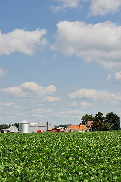 istock Indiana Soybean Field Farmhouse Silos and Barn 176069524