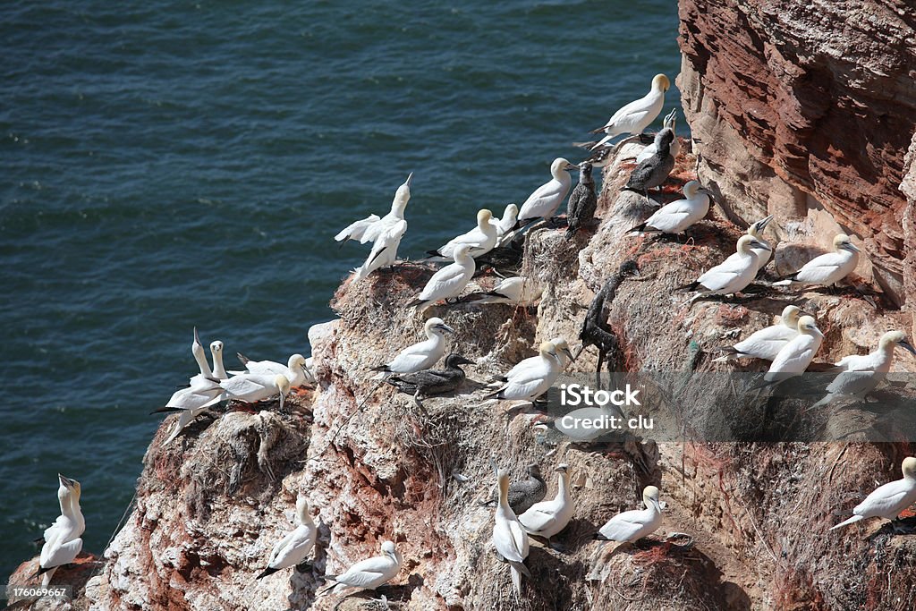 北部でヘルゴラント gannets の孵化場 - シロカツオ��ドリのロイヤリティフリーストックフォト