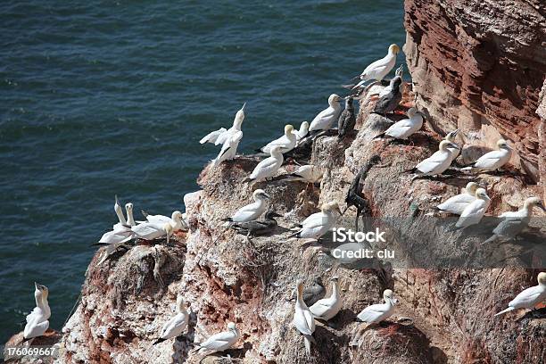 北部でヘルゴラント Gannets の孵化場 - シロカツオドリのストックフォトや画像を多数ご用意 - シロカツオドリ, シロカツオドリ属, バケーション