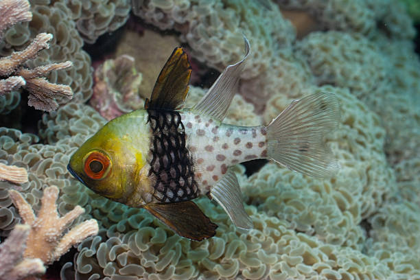 Pyjama Cardinalfish Sphaeramia nematoptera over Anchor Bubble Coral Euphyllia ancora