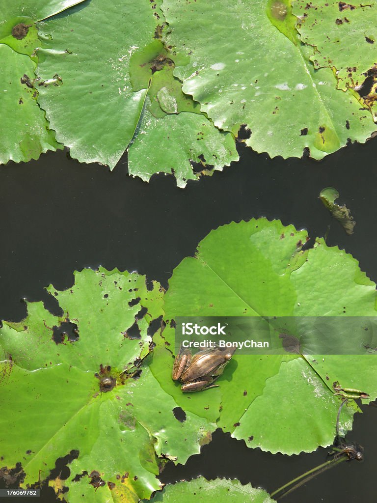 Grenouille sur la feuille de lotus - Photo de Grenouille libre de droits