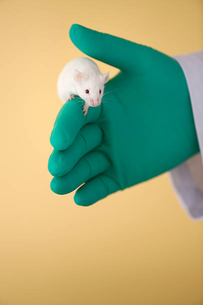 istock White mouse climbs over an upright palm of hand 176069918