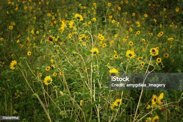 Wildflower Landscape Abstract 7 Stock Photo - Download Image Now - Albuquerque - New Mexico, Black-Eyed Susan, Flower