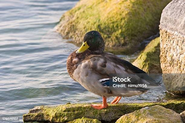 Piękne Duck Patrząc Na Wodę - zdjęcia stockowe i więcej obrazów Bez ludzi - Bez ludzi, Część ciała zwierzęcia, Dzikie zwierzęta