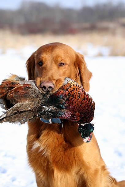 golden retriever avec faisan - pheasant hunting dog retriever photos et images de collection