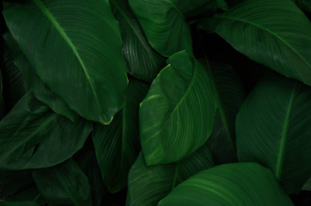 istock tropical leaves, abstract green leaves texture, nature background 1760703512