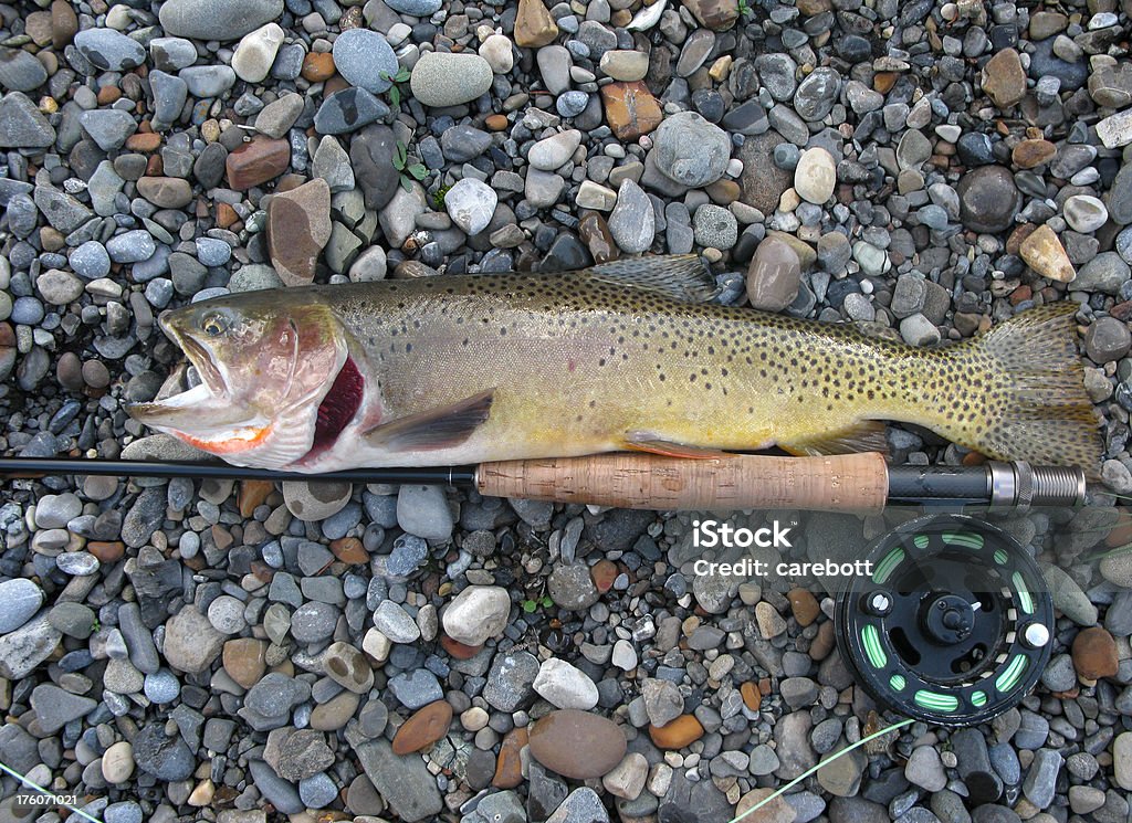 Cutthroat Trout Close-up A trout with a flyfishing rod on the shore. Alberta Stock Photo