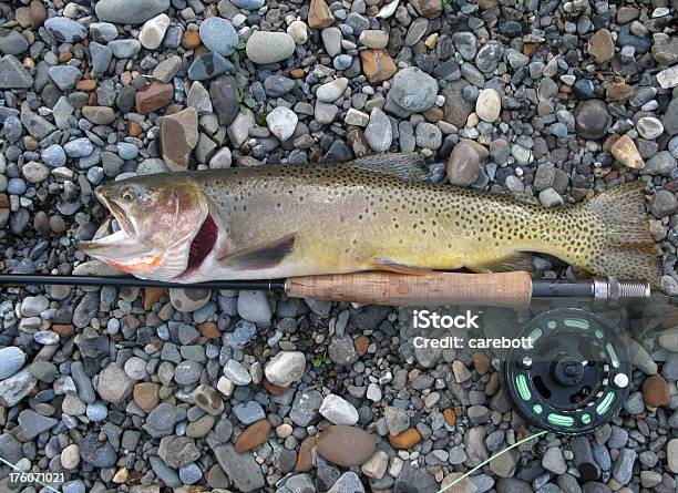 Cutthroat Trout Closeup Stock Photo - Download Image Now - Alberta, Fishing, Amphibian