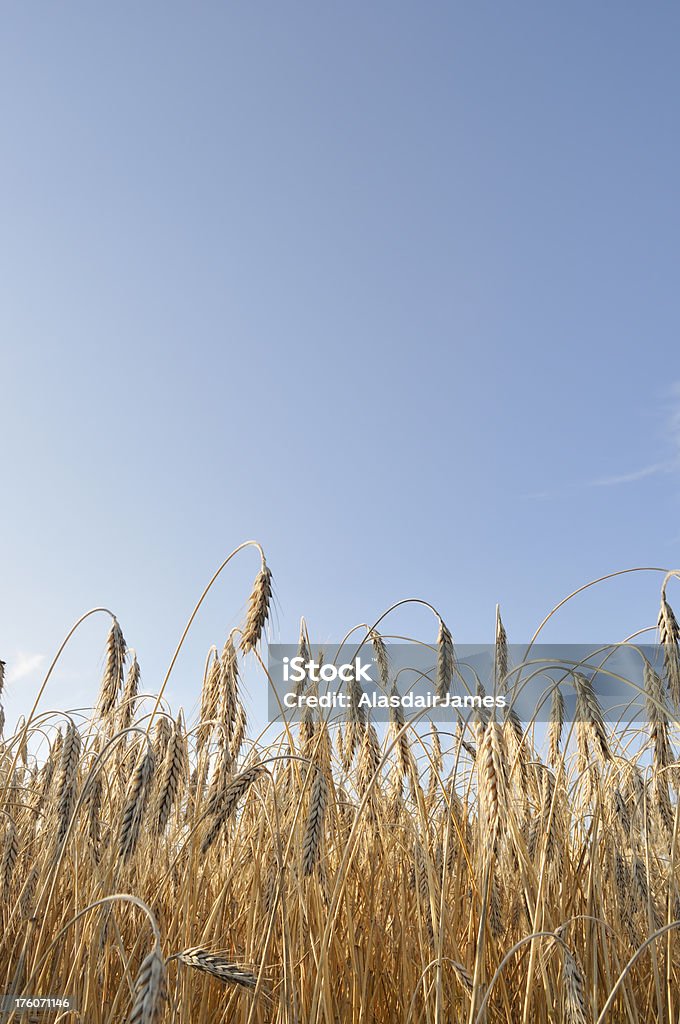 Ângulo baixo Retrato de trigo - Foto de stock de Agricultura royalty-free
