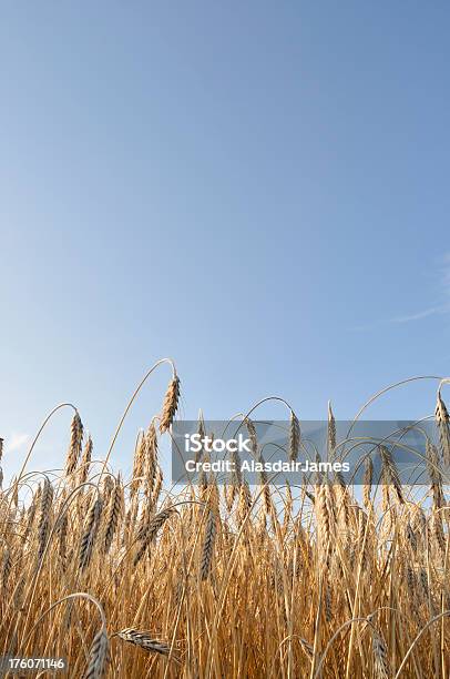 Ângulo Baixo Retrato De Trigo - Fotografias de stock e mais imagens de Agricultura - Agricultura, Ajardinado, Amarelo