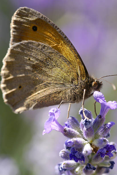 istock Ox eye on lavenders 176071267