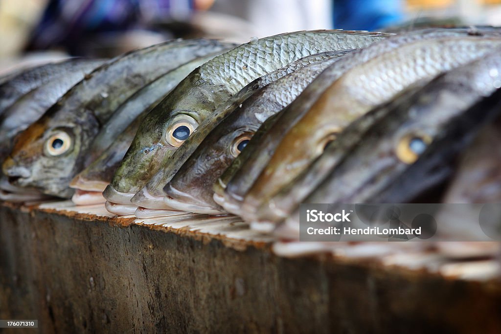 Peces en una línea - Foto de stock de Aire libre libre de derechos