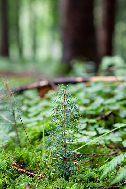 new leben - homegrown produce environment green forest stock-fotos und bilder