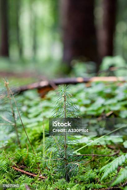 Vida Nova - Fotografias de stock e mais imagens de Planta nova - Planta nova, Espruce, Solo