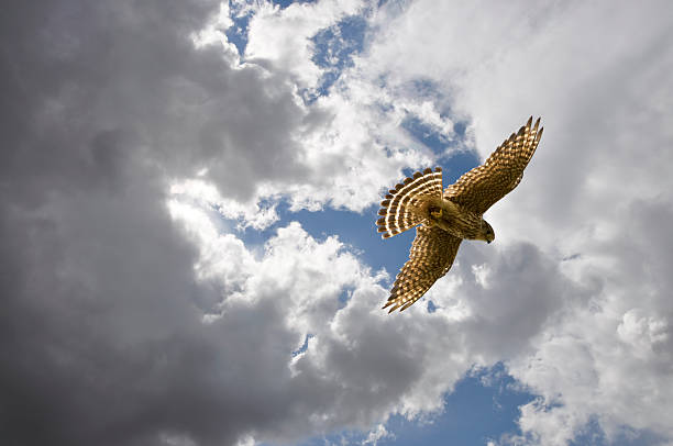 Merlin in a Summer Sky A female Merlin, or pigeon hawk, flying in a partly clouded summer sky. falco columbarius stock pictures, royalty-free photos & images