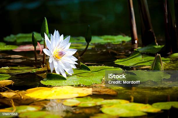 White Water Lily Stock Photo - Download Image Now - Beauty, Beauty In Nature, Blossom