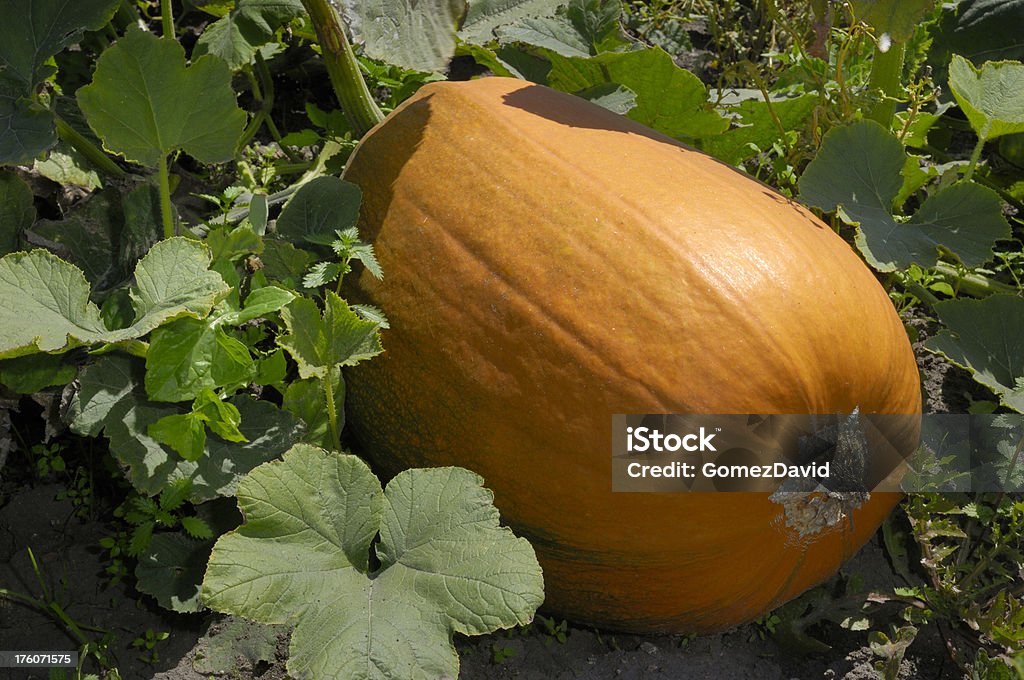 Nahaufnahme des Kürbis bereit für die Ernte von - Lizenzfrei Agrarbetrieb Stock-Foto