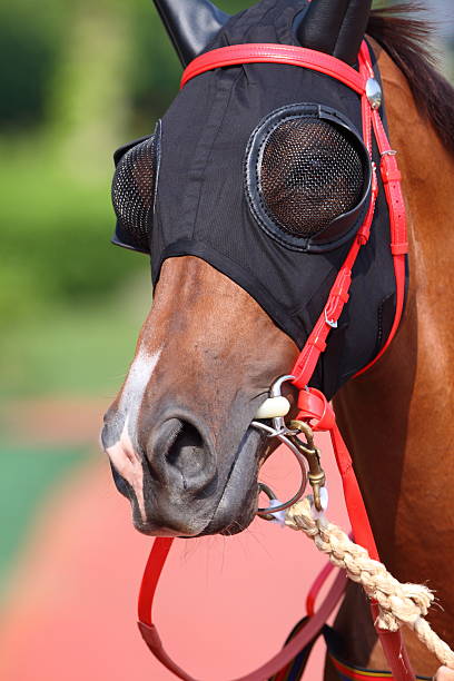 istock Horse head with Blinders 176071600