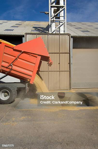 Tractor E O Reboque Entrega De Grãos Para A Colheita Depot - Fotografias de stock e mais imagens de Entregar