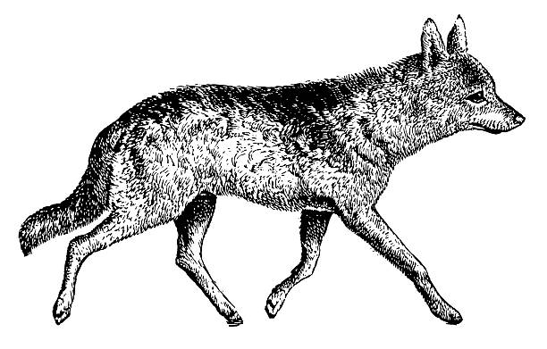 Jackal | Antique Animal Illustrations 19th-century illustration of a jackal (isolated on white).CLICK ON THE LINKS BELOW FOR HUNDREDS MORE SIMILAR IMAGES: jackals stock illustrations