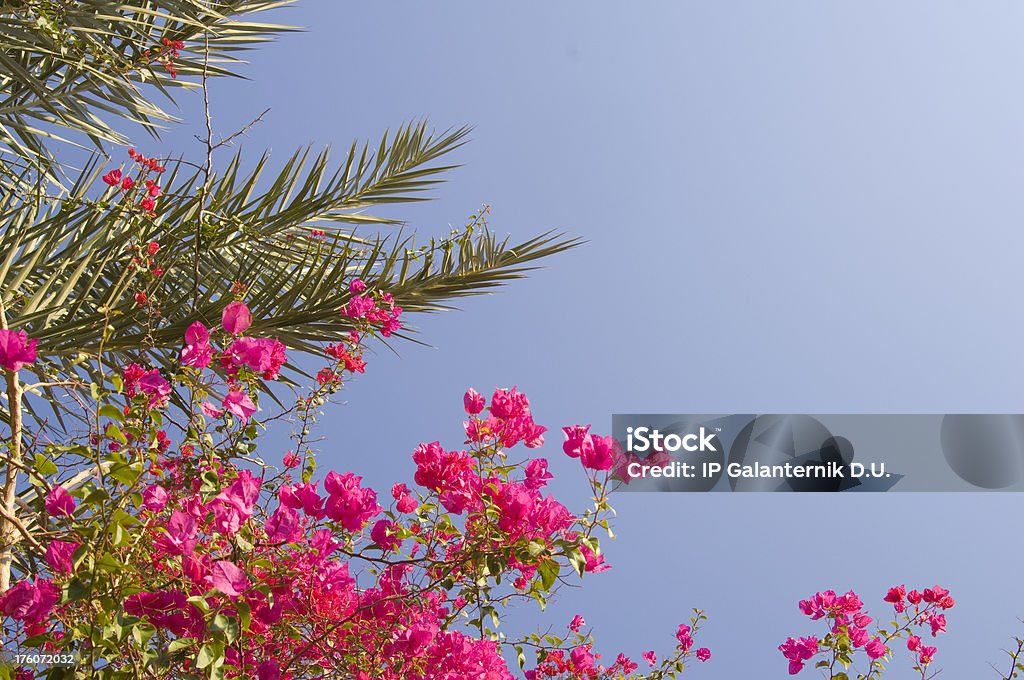 Tree with unusual purple flowers on the blue sky background Tree with unusual purple flowers on the clear blue sky backgroundSEE MORE MY PICTURES OF FLOWERS Africa Stock Photo
