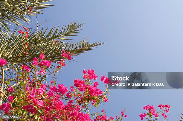 Tree With Unusual Purple Flowers On The Blue Sky Background Stock Photo - Download Image Now