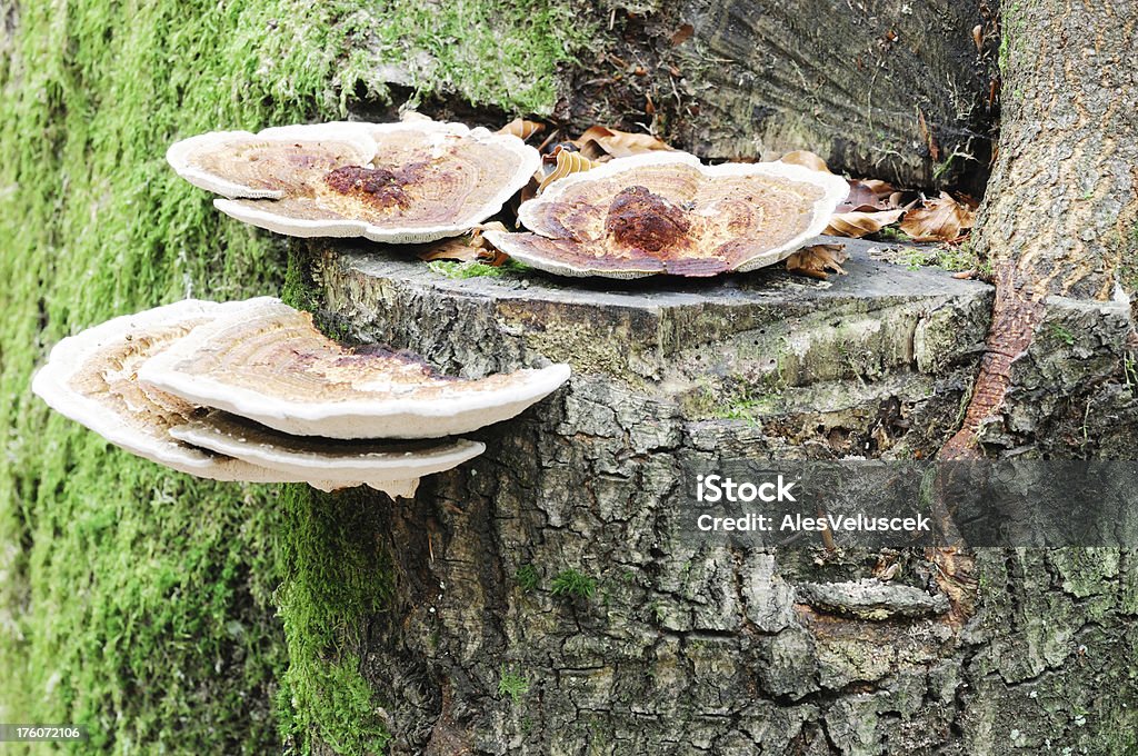 Cogumelo Árvore - Royalty-free Beleza Foto de stock