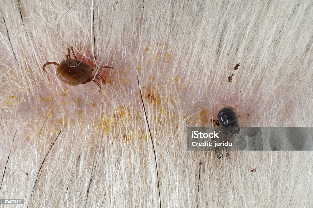 Dog Ticks A pair of dog ticks (male and female) affixed to the skin of a dog. The surrounding skin inflammation can be seen. Dog Tick Stock Photo
