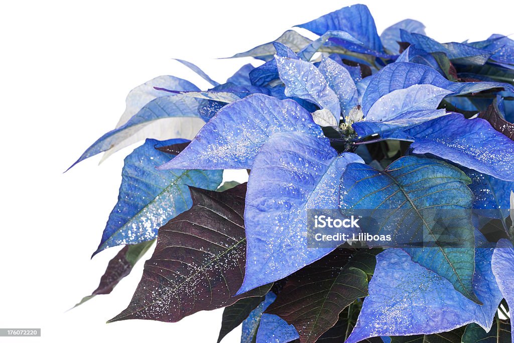 Flor De Nochebuena Flor Foto de stock y más banco de imágenes de Azul - Azul,  Celebración - Acontecimiento, Color - Tipo de imagen - iStock