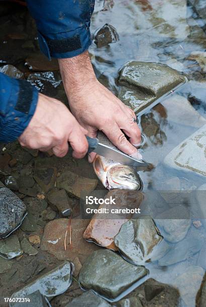 Uomo Sbudellando Una Trota - Fotografie stock e altre immagini di Acqua - Acqua, Adulto, Ambientazione esterna