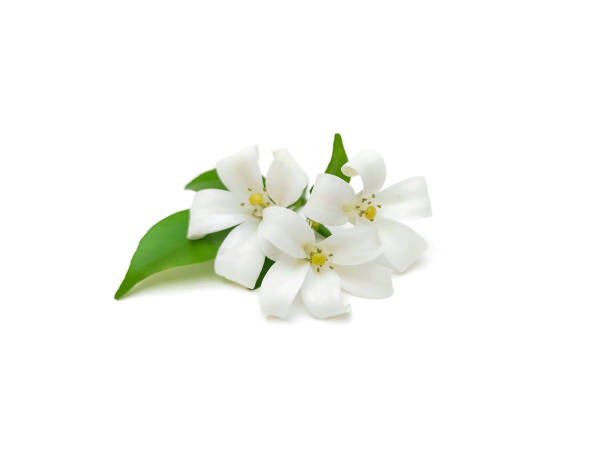 istock Murraya paniculata flowers and green leaves. Isolated on a white background. 1760723749