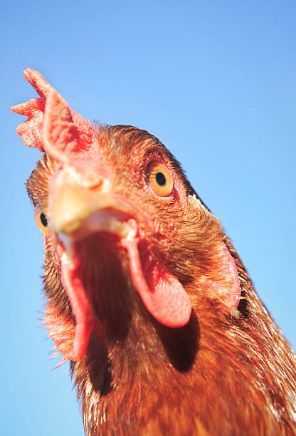 close-up portrait-huhn - rhode island red huhn stock-fotos und bilder