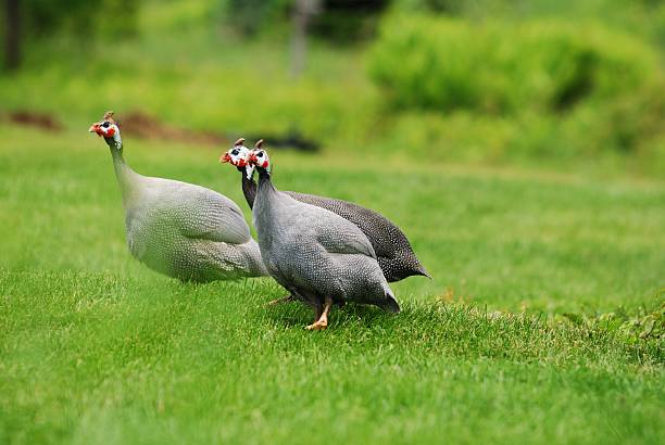 A Helmeted Guinea Fowl. Taken in Samburu, Kenya