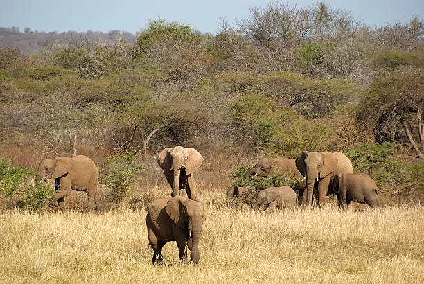 istock Herd of African Elephant (Loxodonta africana) eating 176072675