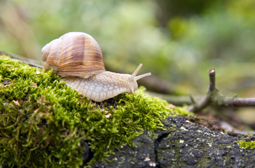 Snail on grass amidst lush foliage