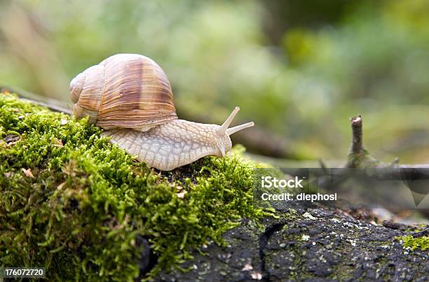 Ślimak - zdjęcia stockowe i więcej obrazów Ogródek przydomowy - Ogródek przydomowy, Ślimak - Gastropoda, Bliskie zbliżenie