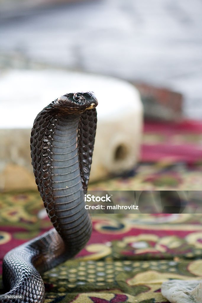 Cobra w Djemaa El-fna square, Marrakesz - Zbiór zdjęć royalty-free (Afryka Północna)