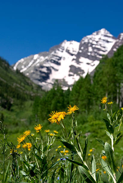 istock Wildflowers and Maroon Bells 176072881