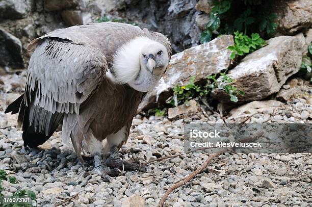 Vulture Stockfoto und mehr Bilder von Aas fressen - Aas fressen, Bildhintergrund, Braun