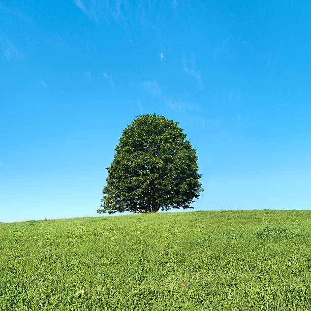 istock Square spring landscape 22MPix XXXL - meadow, blue sky 176073203