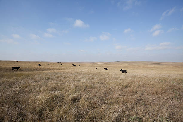 serie prairies - nebraska landscape midwest usa landscaped foto e immagini stock