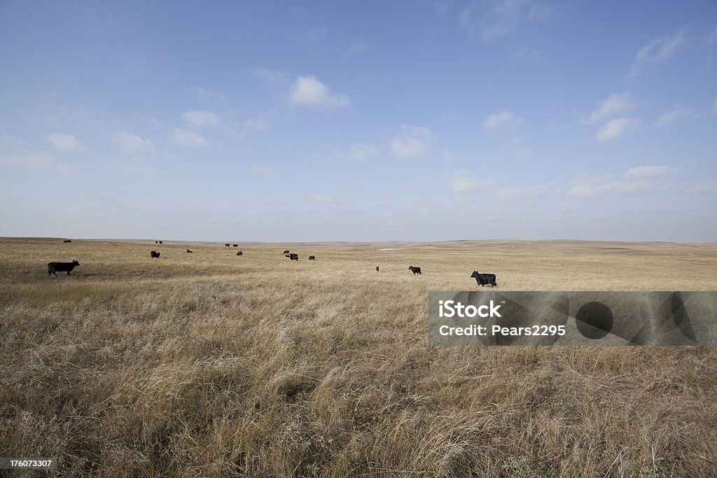 Prairies série - Royalty-free Nebrasca Foto de stock